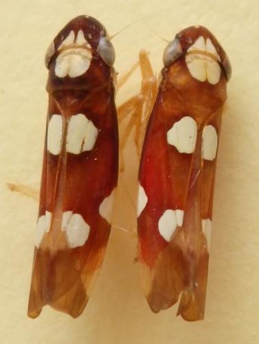 Réf. 204 756 : Erythrogonia anduzei